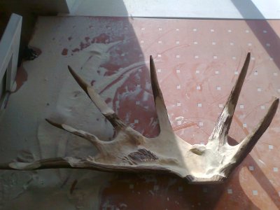 Phase 1 - The moose antler background is roughed out. (Dmitry Gorodetsky mixed media moose antler sculpture, in progress)