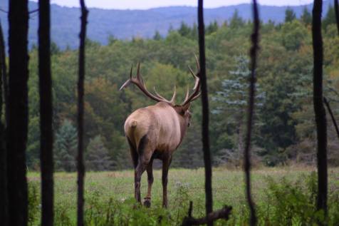 Bugling elk in Elk County, Pennsylvania, USA