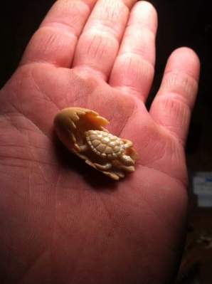 Sea Turtle Hatching by Jack Brown